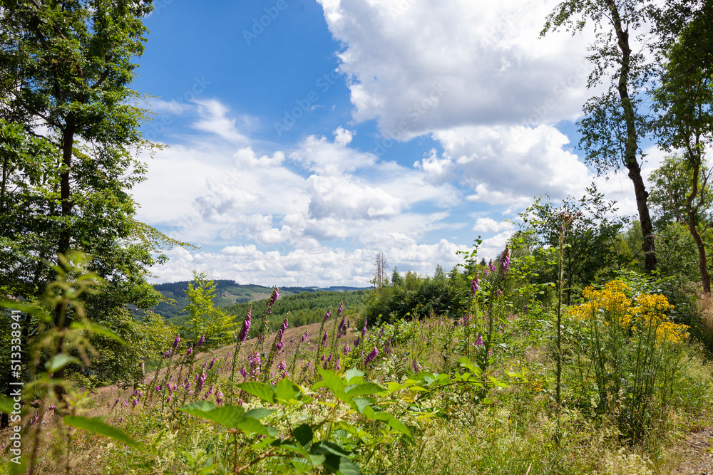 Naklejka premium Europäischer Wald im Sommer