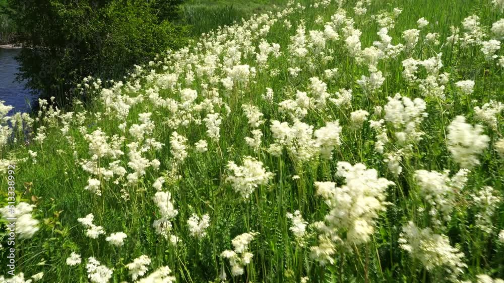 Meadow with lots of colorful spring flowers on sunny day. Nature floral background in early summer with fresh green grass. Summer day. Meadow with lots of colorful spring flowers on sunny day. Nature floral background in early summer with fresh green grass. Summer day.