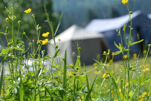 grass and flowers