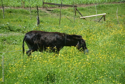 cow on the meadow