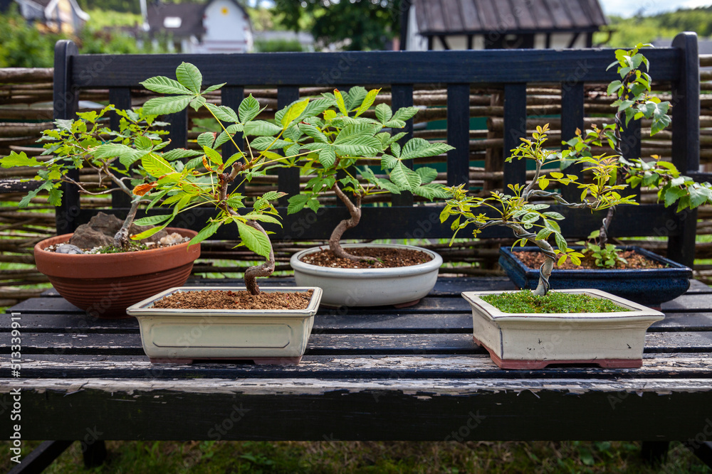 Bonsai Pflanzen auf Holzbank
