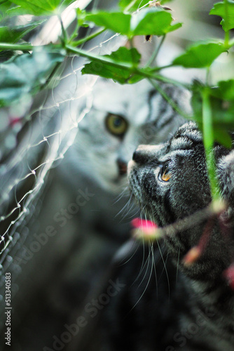 Two young curious British Shorthair cats are hiding under flowers, one looking straight ahead, the other to the side. 