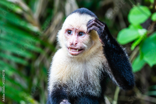 Vászonkép capuchin monkey