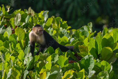 capuchin monkey photo