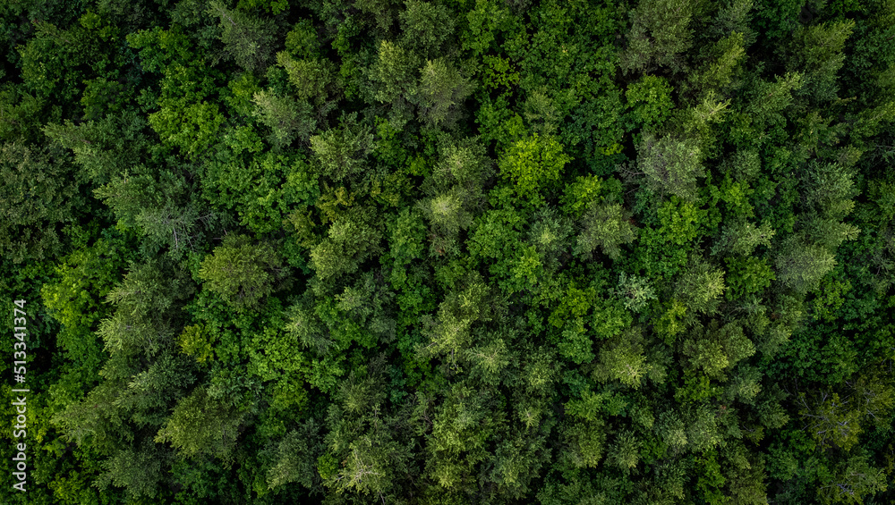 Top down aerial shot of a beautiful forest near Belintash, Bulgaria