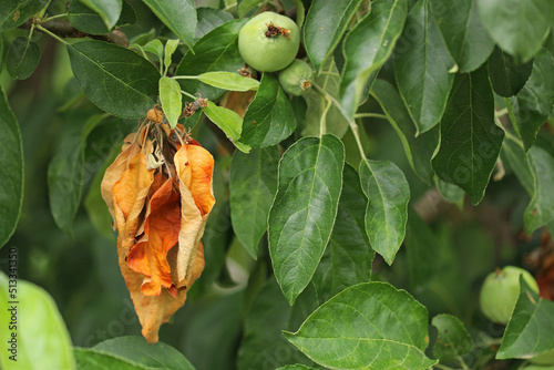 Diseases of fruit trees. Dried leaves on a apple tree.