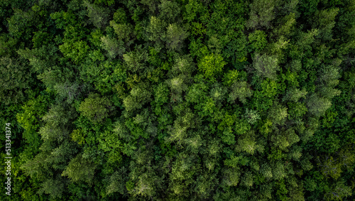 Top down aerial shot of a beautiful forest near Belintash  Bulgaria