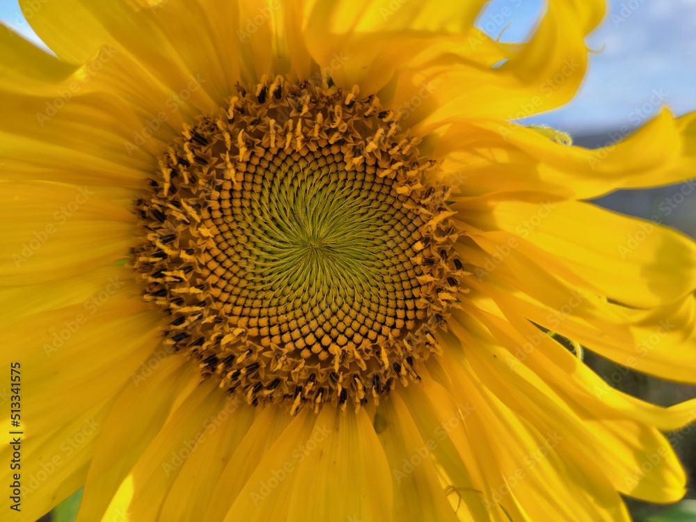 Obraz premium sunflower