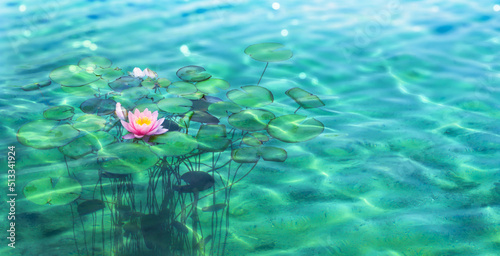 Εκτύπωση καμβά transparent underwater view on blooming pink water lily in a blue pond garden, s