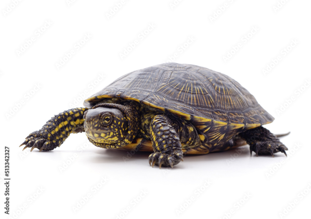 Wild black turtle. Wild black turtle.