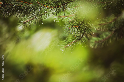 Beautiful lush branches of spruce with green needles grow on the tree, covered with drops after rain on a summer day. Coniferous trees. Spruce forest.