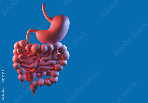 Stomach with intestinal tra...