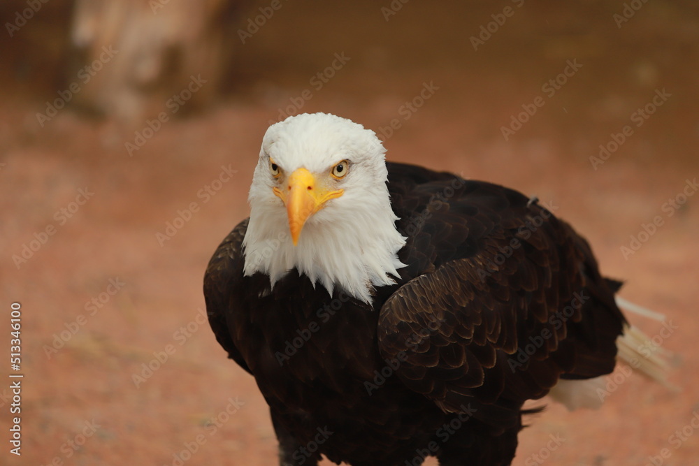 Fototapeta premium pigargue