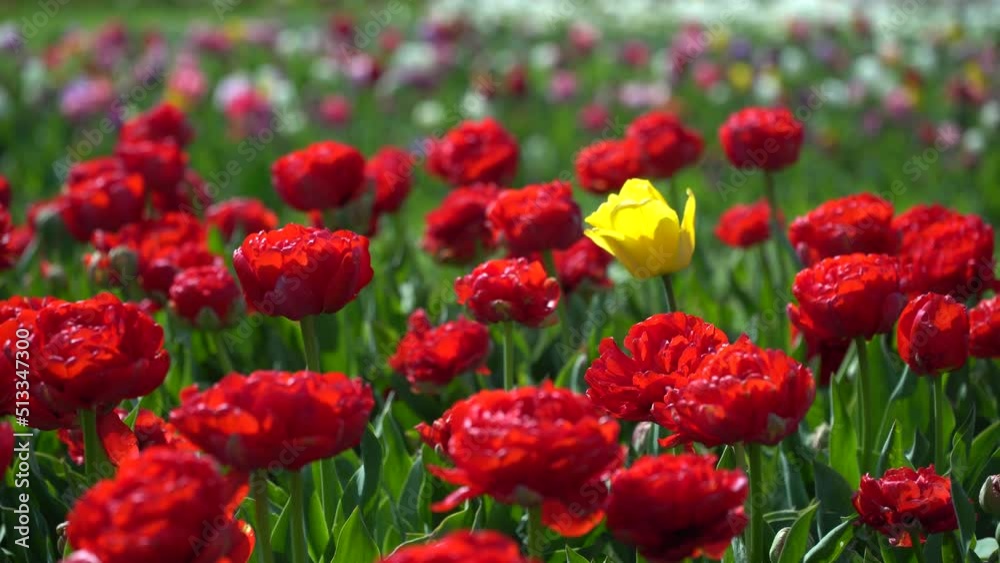 One yellow tulip growing among many red flowers. Contrast concept. One yellow tulip growing among many red flowers. Contrast concept.