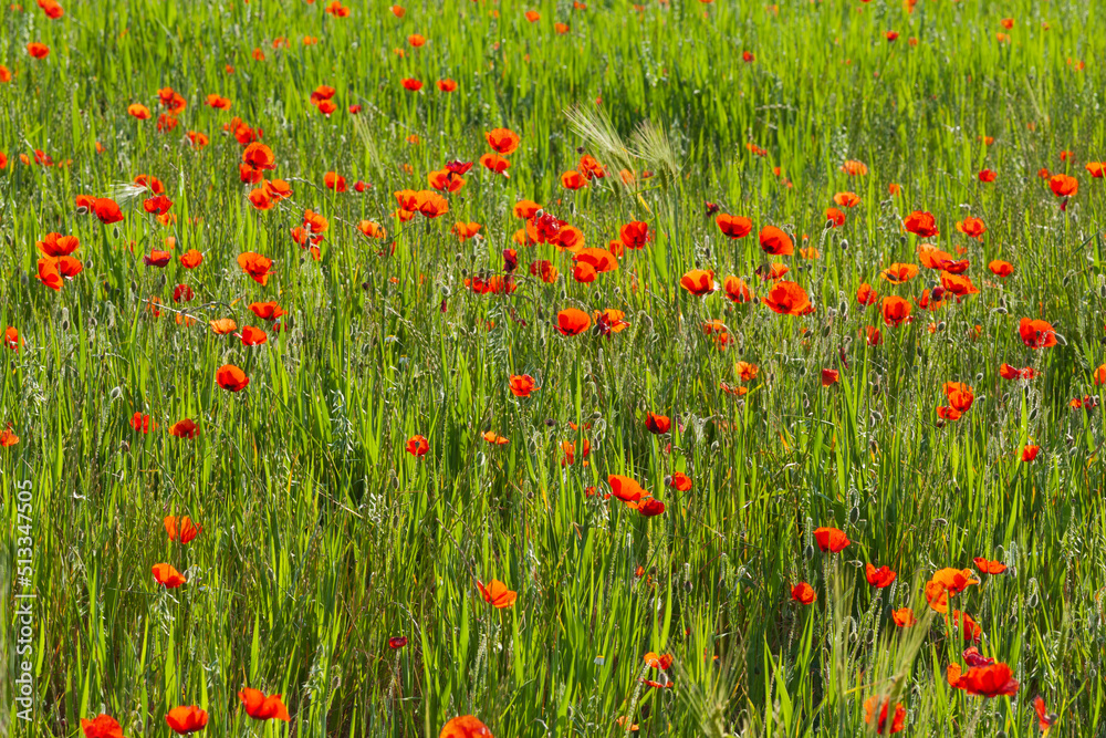 Champ de coquelicots // poppy field Champ de coquelicots // poppy field
