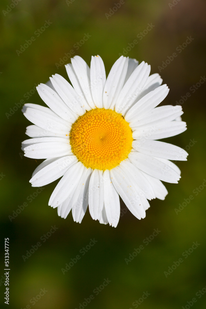 Fototapeta premium Marguerite // daisy