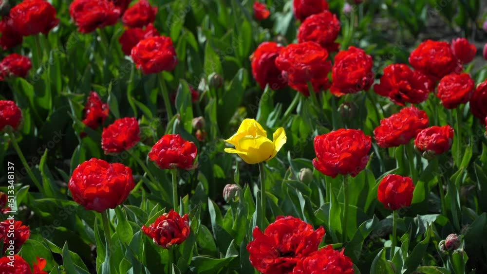 One yellow tulip growing among many red flowers. Contrast concept. One yellow tulip growing among many red flowers. Contrast concept.