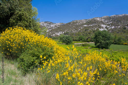 Quadro su tela France, paysage provençal // France, Provencal landscape