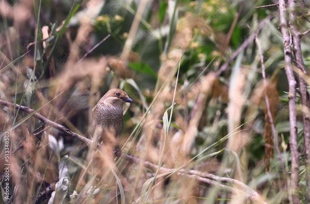 The shrike hides among the thickets of grass... The shrike hides among the thickets of grass...