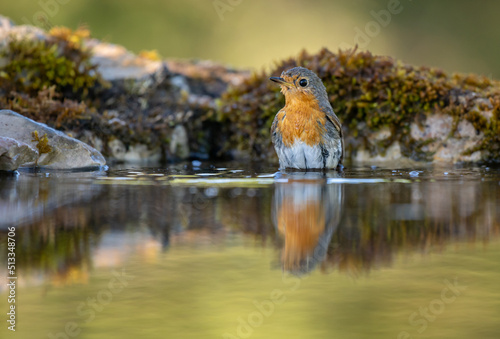 Robin Bird having a bath and bathing © philscarlett.co.uk