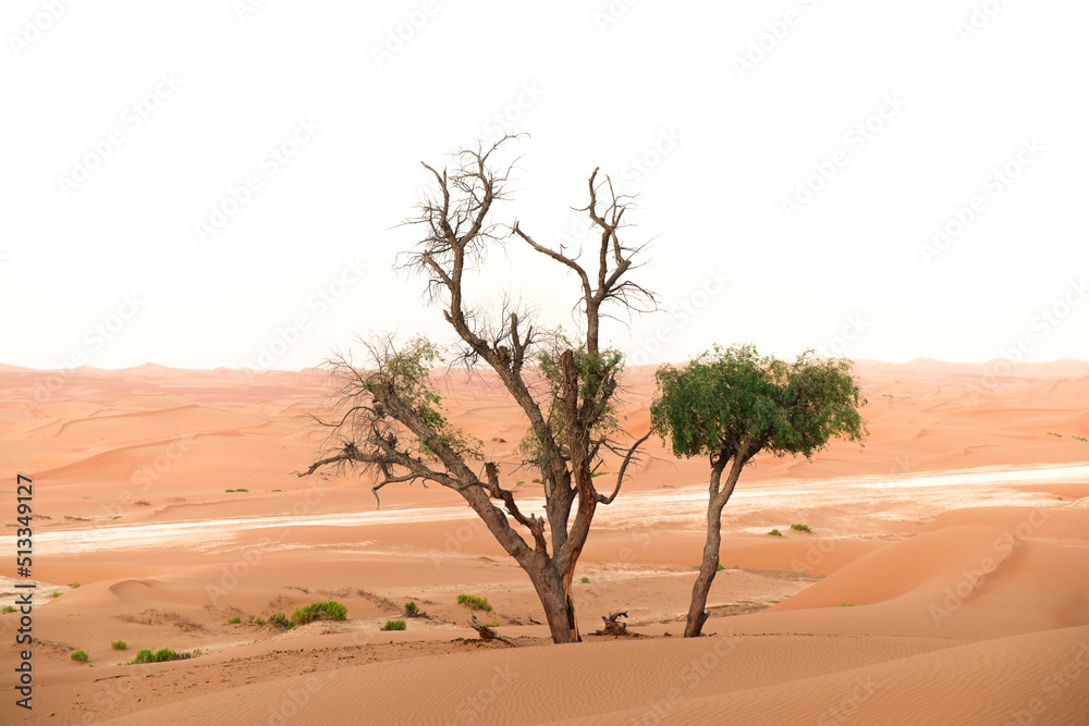 Honey Mesquite (prosopis glandulosa) tree in Al Wathba desert in Abu Dhabi, United Arab Emirates. Sand dunes in the distance.