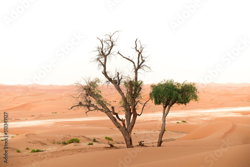Fototapeta Naklejka Na Ścianę i Meble -  Honey Mesquite (prosopis glandulosa) tree in Al Wathba desert in Abu Dhabi, United Arab Emirates. Sand dunes in the distance.