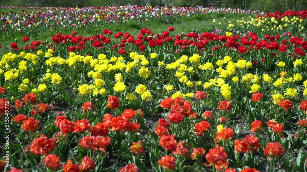 Tulips. Plantation of red and yellow tulips. Lots of flowers Tulips. Plantation of red and yellow tulips. Lots of flowers
