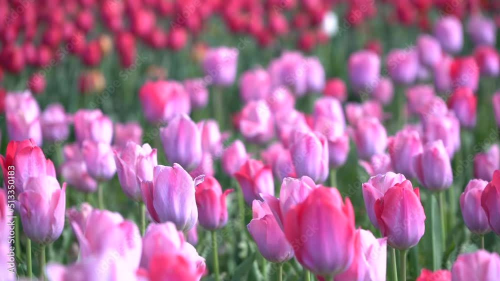 Blooming pink tulips flower bed in flower garden, . Horizontal static view of large pink coloured tulip field, a sunny windy day. Colorful flower fields with blooming pink tulips Blooming pink tulips flower bed in flower garden, . Horizontal static view of large pink coloured tulip field, a sunny windy day. Colorful flower fields with blooming pink tulips