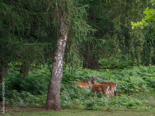 Rotwild im Münsterland © Stephan Sühling