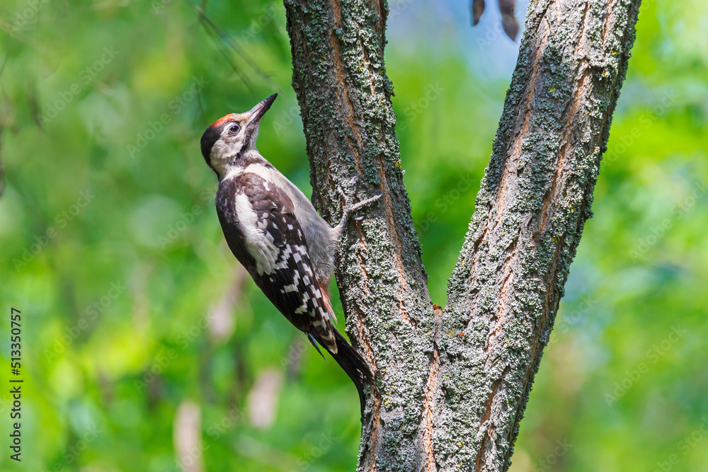 close up of woodpecker sitting on branch of tree