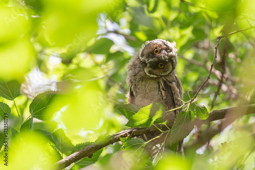 owl sitting on branch of tree amongst green foliage