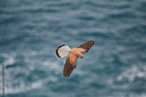 Closeup of the common kestrel, Falco tinnunculus flying against the blue sea. Shallow focus. photo