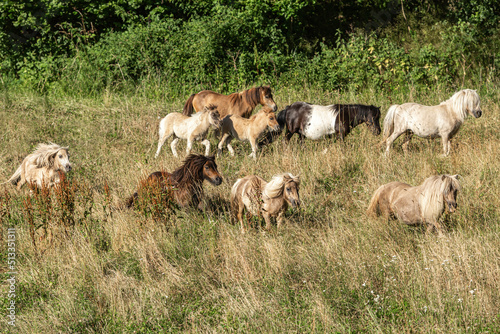 Murais de parede A herd of miniature shetland pony mares on a summer pasture outdoors