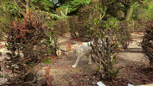 garbage in the forest