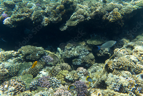 A View of coral reef