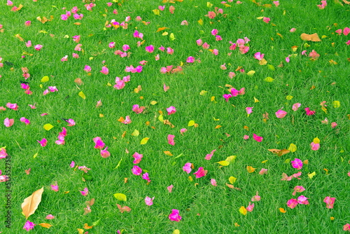 surface of green grass with daisies flower autumn 