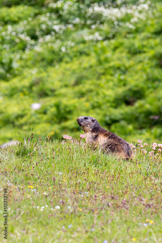 Picture of a marmot