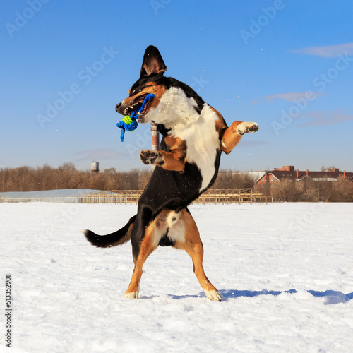 A black dog with a white chest and red paws, against the background of white snow and blue sky, jumps.
