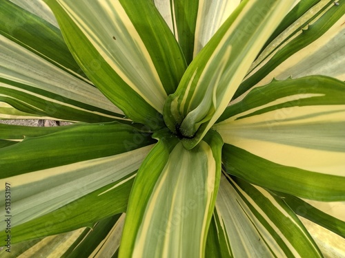 close-up of a green and yellow long-leaf ornamental plant taken at a high angle, background