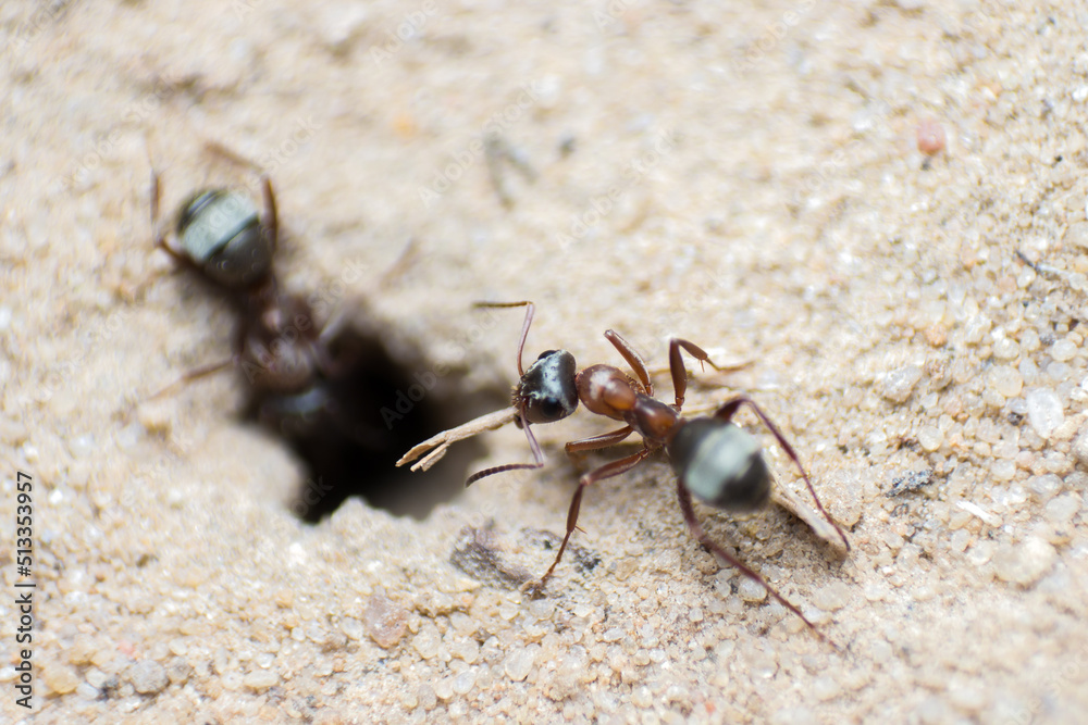 a worker ant carries a stick in an anthill, wildlife, macro photography