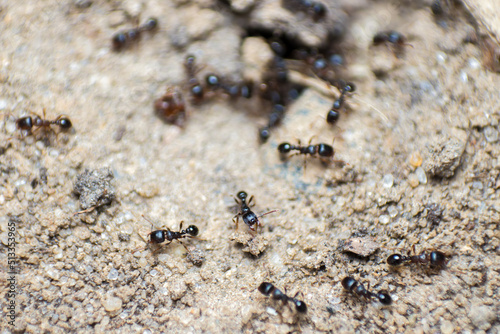 large group of ants, wildlife, macro photography © Alexey Wraith
