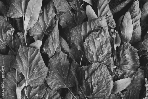 Birch Leaves Close Up. Black and white Stock Photo Background photo
