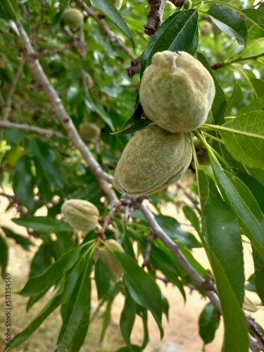 Prunus dulcis,almonds on its branch in a natural way.