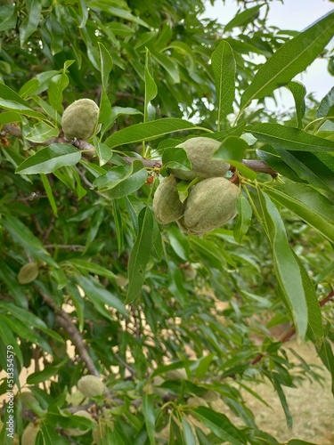 Prunus dulcis,almonds on its branch in a natural way.