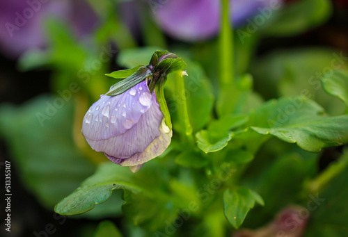 Nahaufnahme einer Blüte eines Stiefmütterchen mit ihrer schönen Farbgebung.
 photo