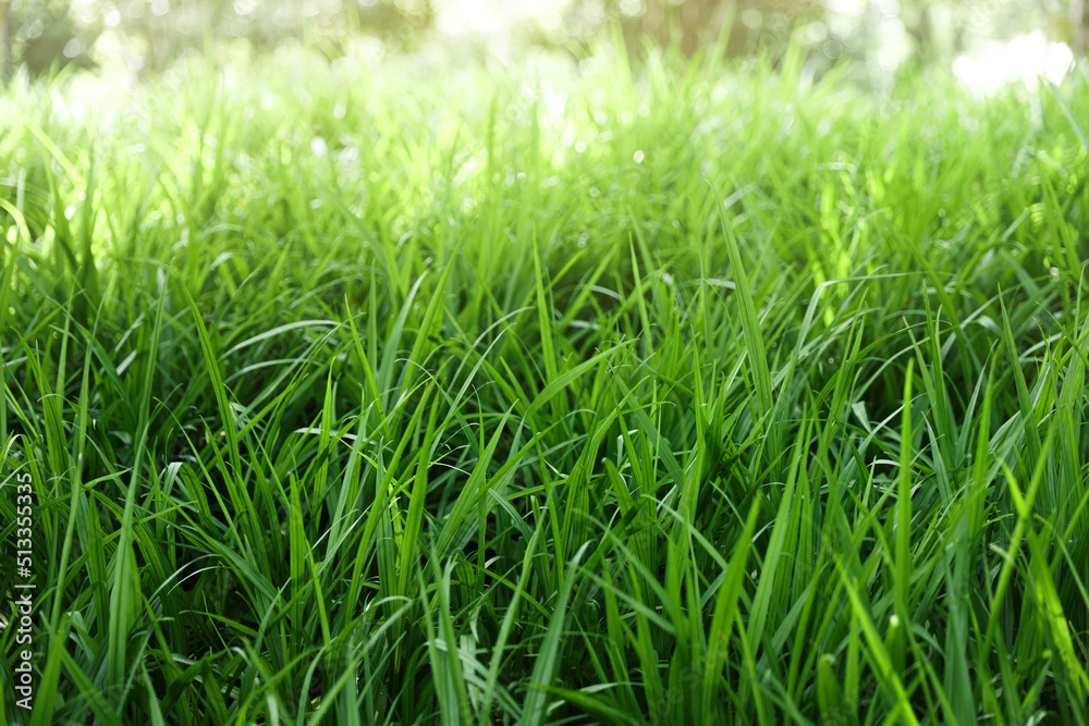 green grass background green grass background