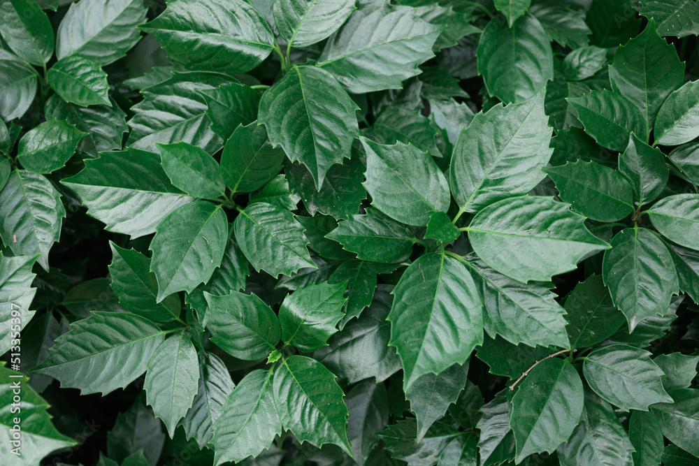 green leaves background green leaves background