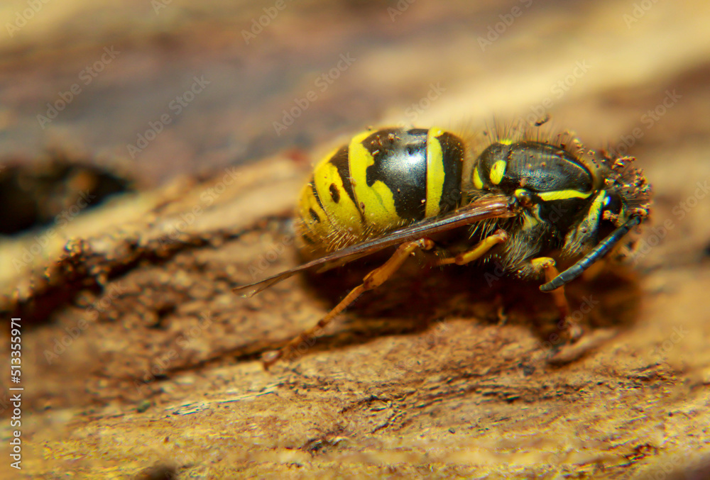 Eine extreme Nahaufnahme einer Wespe. Eine Wespe, Hautflügler (Hymenoptera).
Eine extreme Nahaufnahme einer Wespe. Eine Wespe, Hautflügler (Hymenoptera).