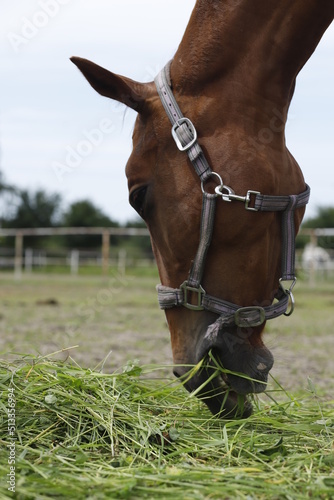 Koń jedzący trawę głowa