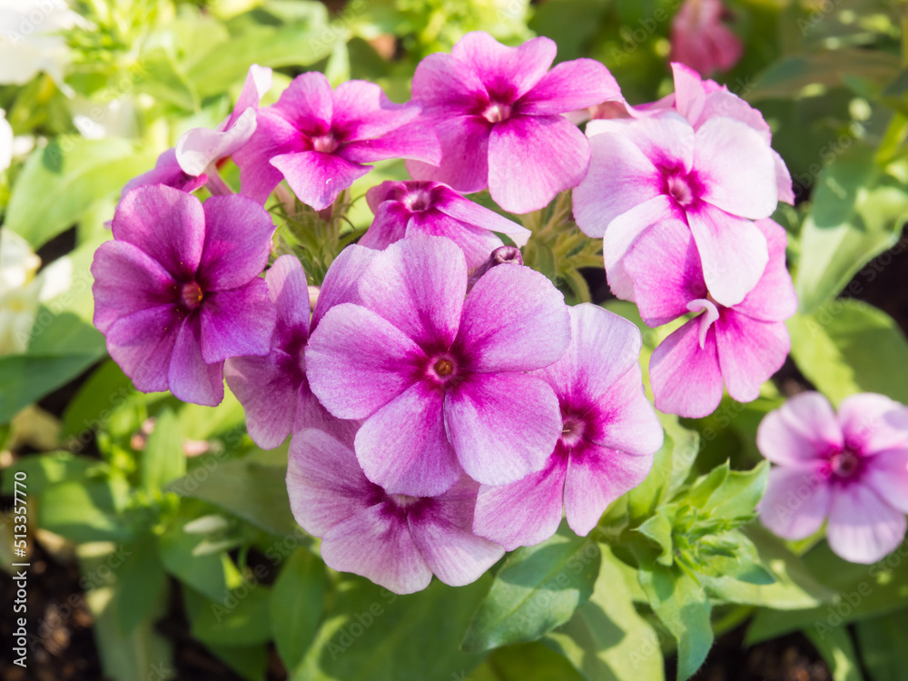 Pink flower in garden Pink flower in garden